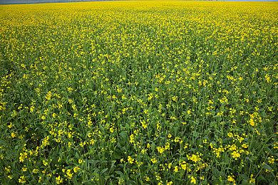 动作肉鸽《梦之形》定档9月11日，来UU赢正式版CDK